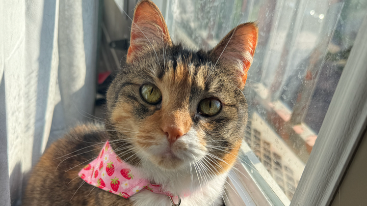 Help Us Get Margo the Surgery She Needs campaign photo, 1 of 7