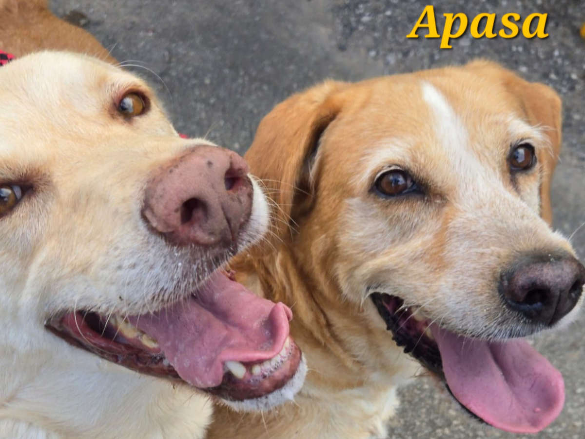 Donate to support the Apasa dog shelter ! campaign photo, 1 of 3