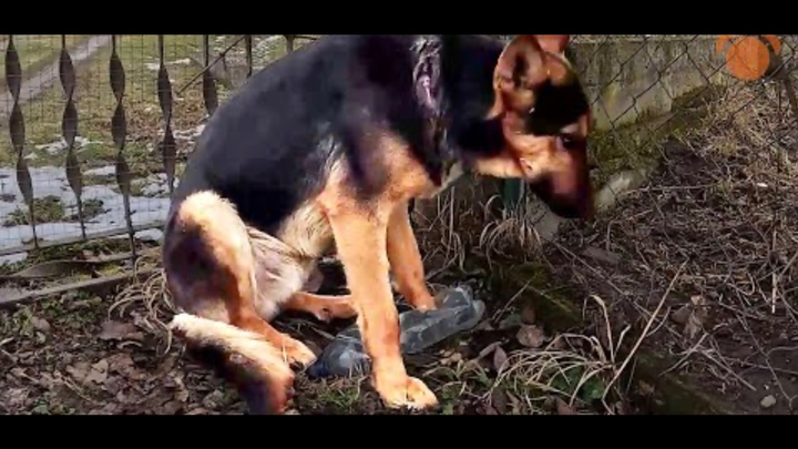 Help Me Save Dogs in Need — In Memory of My Two Best campaign photo, 1 of 4