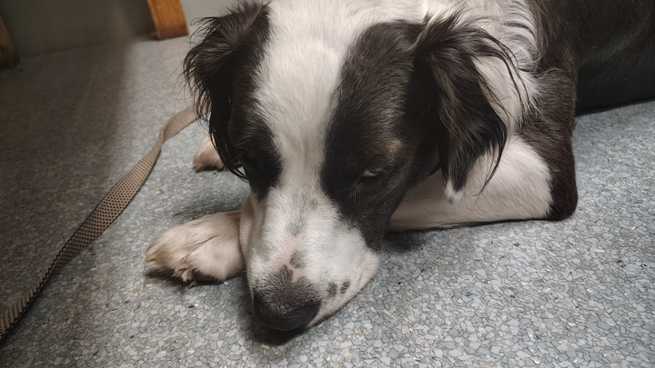 Help Silky, Russ's service dog get urgent care. campaign photo, 1 of 5
