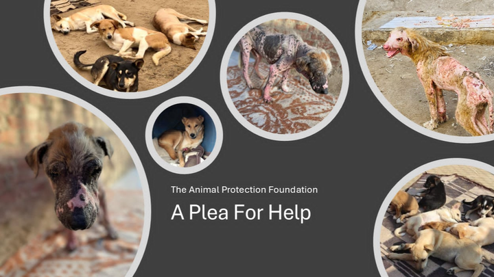 Crisis at Animal Protection Foundation - Save the dogs campaign photo, 1 of 3