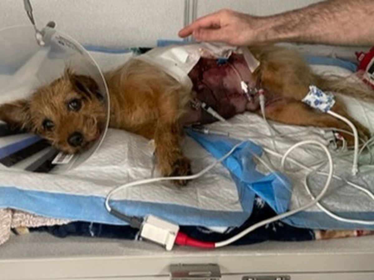 Help Simba Recover from Attack campaign photo, 1 of 2