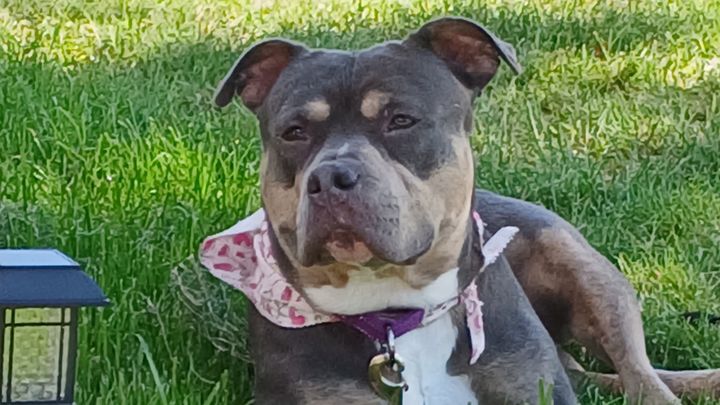 Help Momma Recover: Emergency Vet Surgery campaign photo, 1 of 8