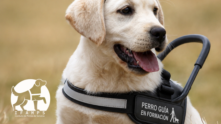 Ayúdanos a formar un perro guia y cambiar una vida campaign photo, 1 of 5