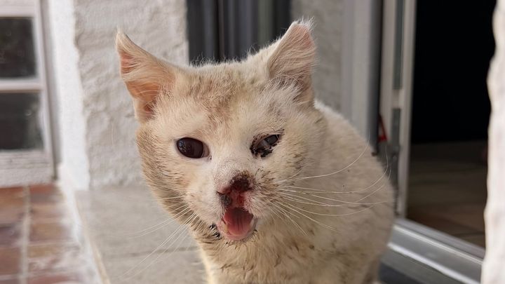 Ayuda para cubrir gastos veterinarios 