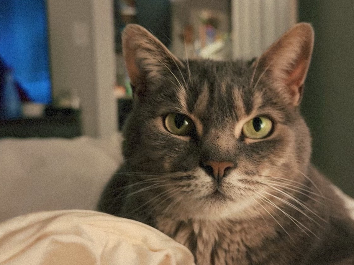 Support Ivy's Urgent Medical Needs campaign photo, 1 of 4