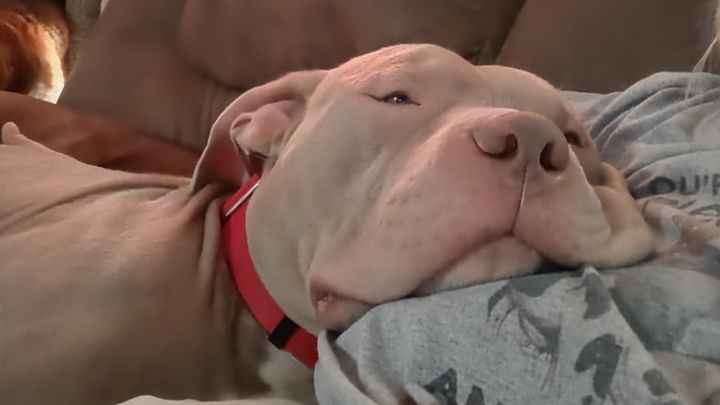 Help Meatball recover from perineal hernia surgery campaign photo, 1 of 11