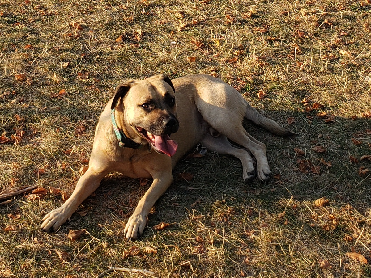 Support Brutus' Veterinary care campaign photo, 1 of 7