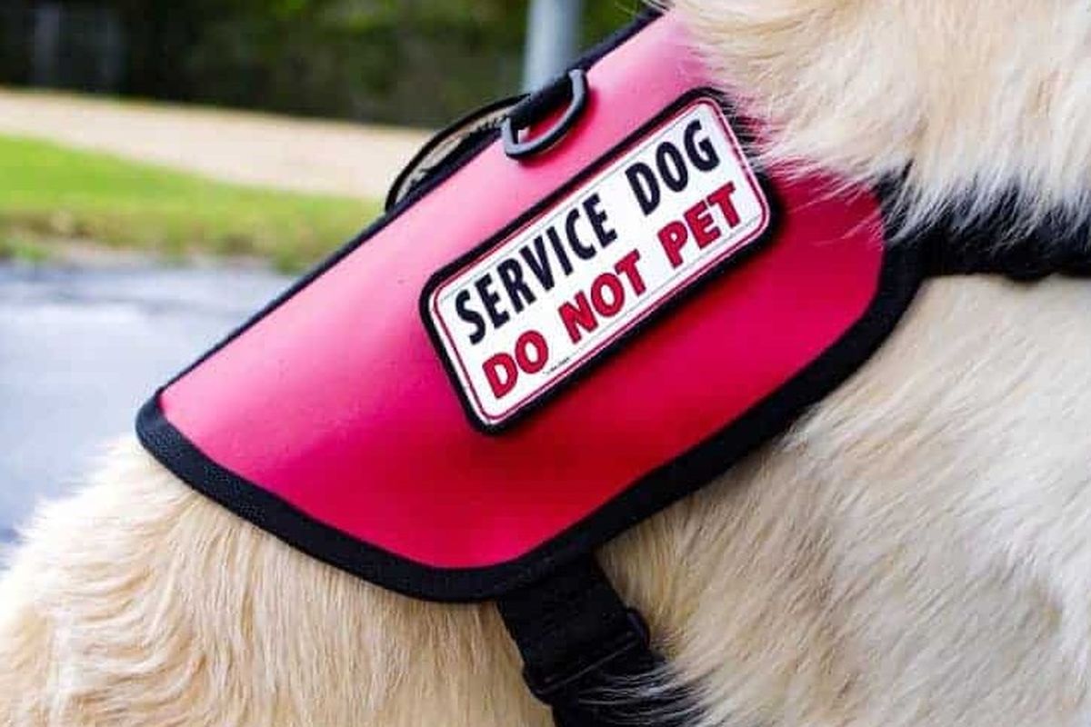 do service dogs need to be labeled