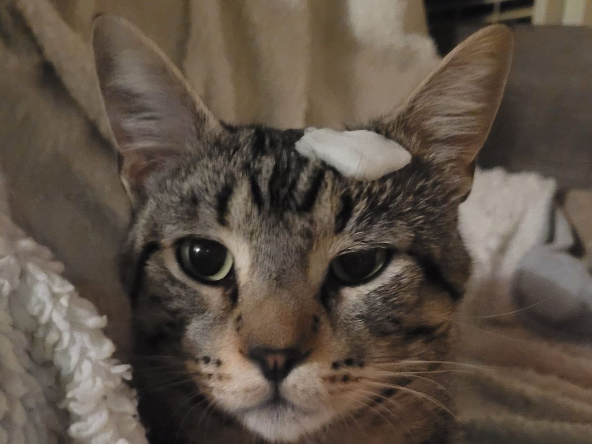 Support Bean and Friends Rescue Mission campaign photo, 1 of 8