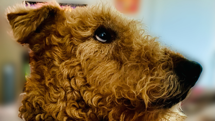 Help Rolo Get Surgery campaign photo, 1 of 4