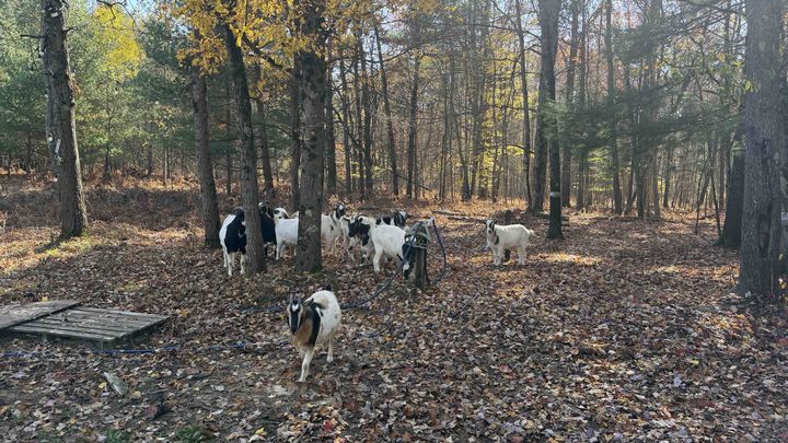 Tornado hit animal sanctuary and rescue campaign photo, 1 of 13