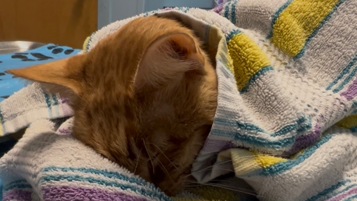 Help Maple Fight for His Life campaign photo, 1 of 8