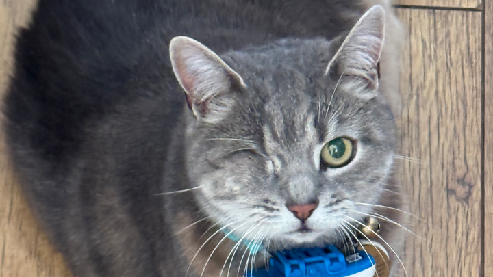 Urgent: £900 still needed to cover Cassey’s surgery costs campaign photo, 1 of 8