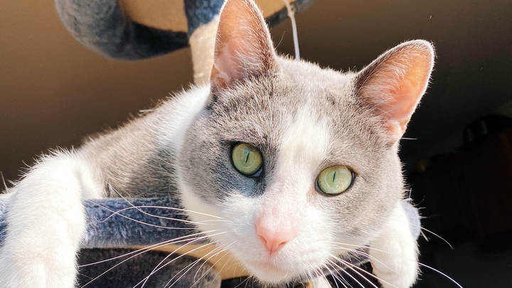 Help Roo Fight Lymphoma: Support His Chemo campaign photo, 1 of 8