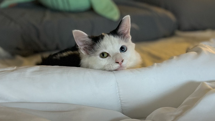 Give Ducky a Chance at a Pain-Free Life campaign photo, 1 of 6