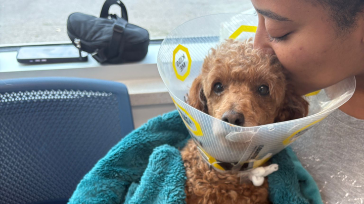 Help Buchu Walk Again After Emergency Spinal Surgery (IVDD) campaign photo, 1 of 7