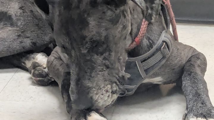 Help Harley Heal and Stay With His Family campaign photo, 1 of 6