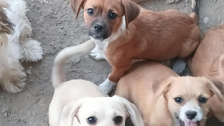 £1000 Desperately Needed For Foster To Keep Our Dogs Safe campaign photo, 1 of 3