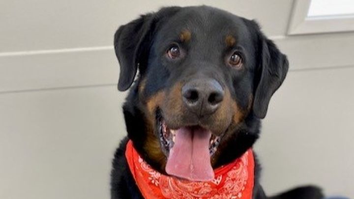 HELP US GET BAXTER OUT OF THE SHELTER! campaign photo, 1 of 3