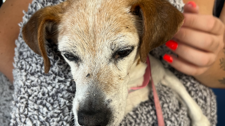 Give This 8 Year Old Babygirl A Second Chance At Life campaign photo, 1 of 7
