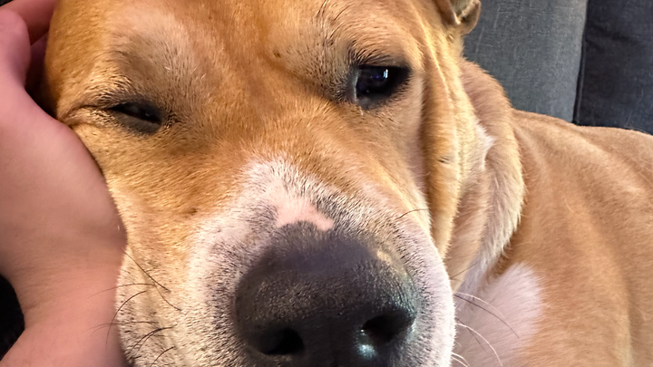 Support Frankie's Emergency Vet Care campaign photo, 1 of 5