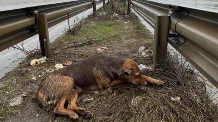 Emergency Rescue Fund for Street Dogs in Kosovo campaign photo, 1 of 8