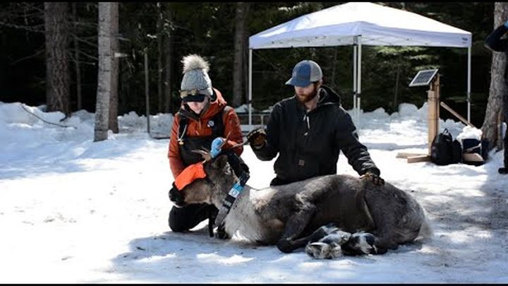Arrow Lakes Caribou Society Maternity Pen Project video thumbnail, 1 of 3