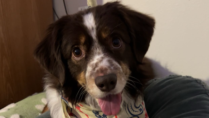 Bear's MRI and Surgery Fund campaign photo, 1 of 6