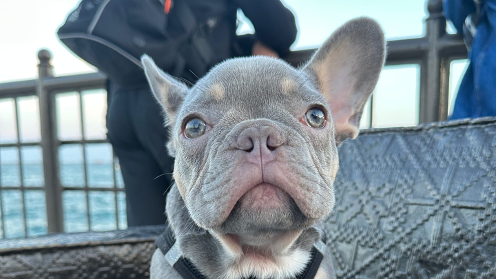 Salvemos a Bruno♥️ Help Us Save Bruno campaign photo, 1 of 8