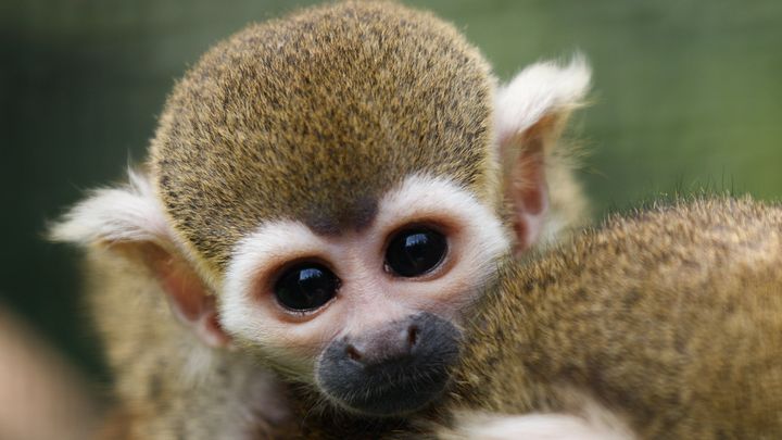 Help Dierenpark De Oliemeulen aan een nieuwe toekomst campaign photo, 1 of 11