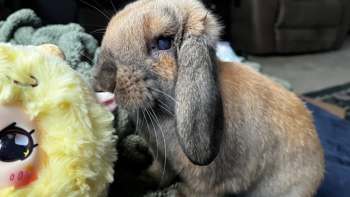 Support Flopsy’s Journey to Health campaign photo, 1 of 7