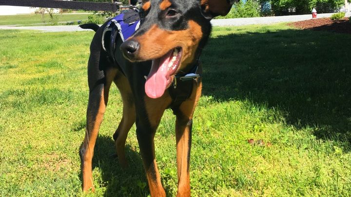 Hoyt dobermans hot sale