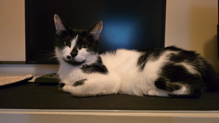 Help get mum cat Snow spayed ♡ campaign photo, 1 of 8