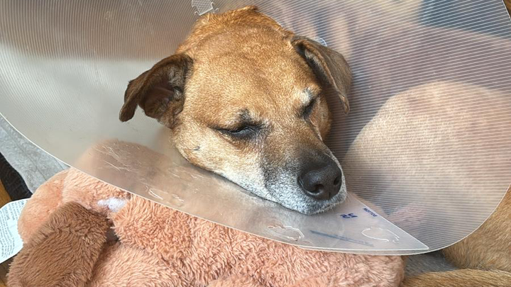 Save Osito's Sight: Urgent Surgery Needed campaign photo, 1 of 4