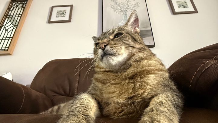 Support Colonel Mustard's Emergency Vet Care and Expenses campaign photo, 1 of 8