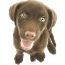 Profile photo of John Dickerson