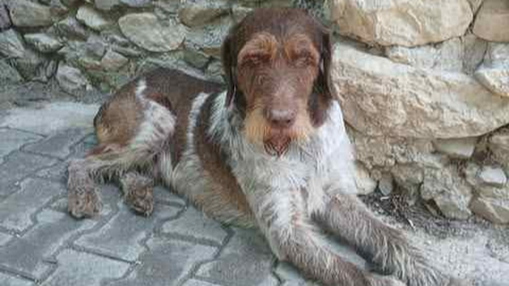 Help is needed for our beautiful Meric's Travel cost campaign photo, 1 of 7