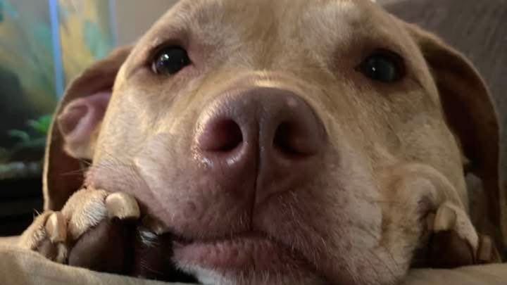 Donate for Amy's Pup's Medical Care campaign photo, 1 of 3