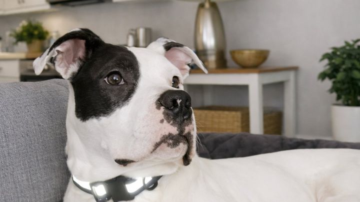 Help Raider Fight Hypothyroidism and Get His Energy Back campaign photo, 1 of 8
