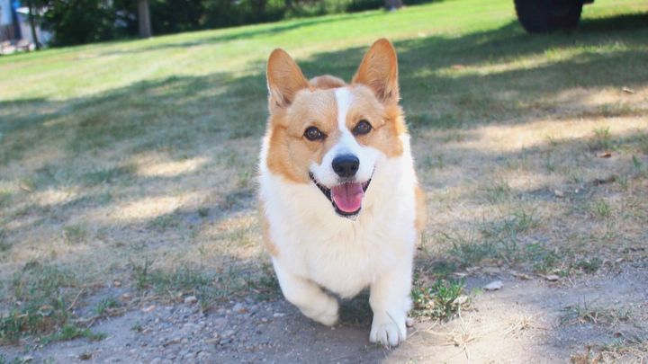 Support Bridger’s Emergency Vet Care campaign photo, 1 of 5