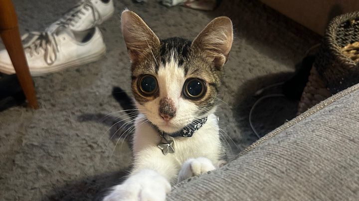 Help Bobble Get the Care He Needs campaign photo, 1 of 8