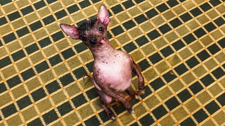 Help Roxy Get Emergency Pyometra Surgery and Care campaign photo, 1 of 8