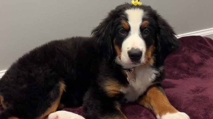 Help get Lucy Pain Free campaign photo, 1 of 8