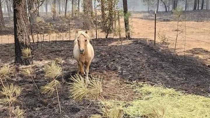 Foto principal da arrecadação de fundos