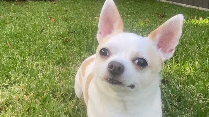 Support My Dog’s Surgery so He Can Eat Without Pain campaign photo, 1 of 6