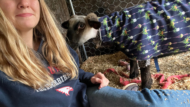 Donate to Ally's First FFA Sheep Project!! campaign photo, 1 of 8