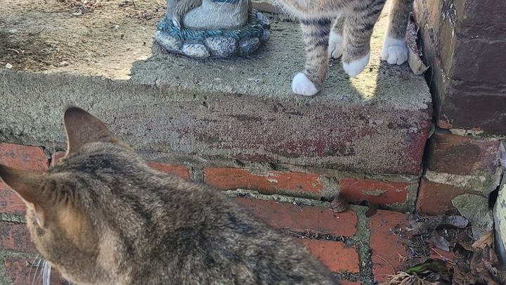 Care for Stray Cats Eli and Ted campaign photo, 1 of 8