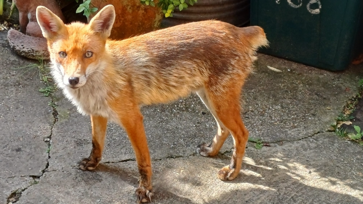 Button The Fox Rescue campaign photo, 1 of 3