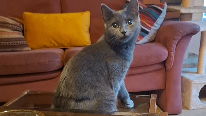 Hilfe für kranken, behinderten Kater campaign photo, 1 of 4